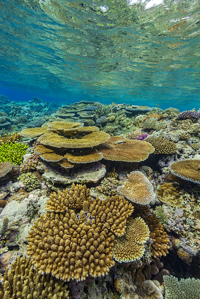 A myriad of hard and soft corals at Vatu-I-Ra Conservation Park on Viti Levu, Fiji, South Pacific, Pacific