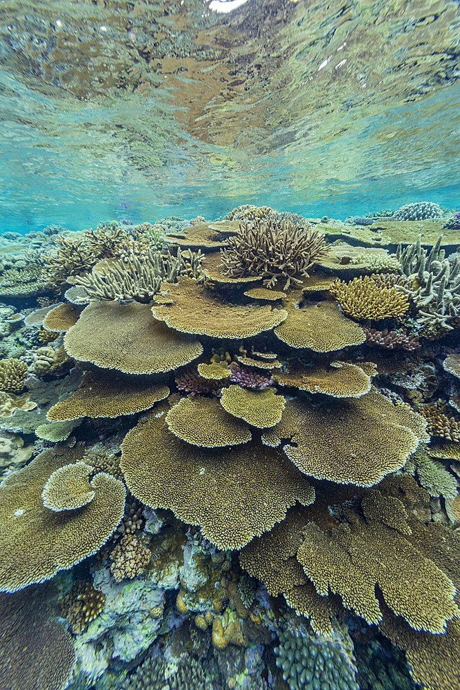 A myriad of hard and soft corals, as well as tropical reef fish at Vatu-I-Ra Conservation Park on Viti Levu, Fiji.