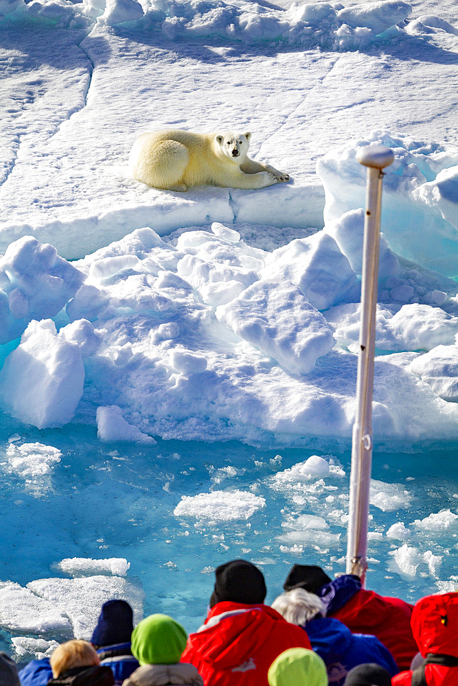 A curious young polar bear (Ursus maritimus) approaches the National Geographic Explorer in the Svalbard Archipelago, Norway, Arctic, Europe