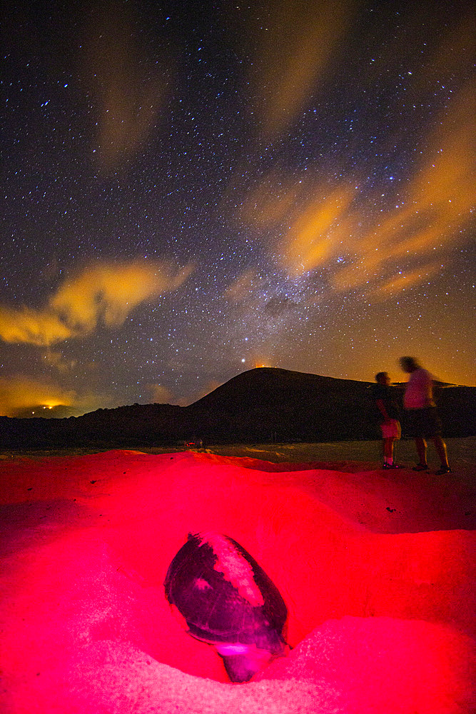 Green Sea Turtle (Chelonia mydas) nesting site at night on Long Beach on Ascension Island, Tropical Atlantic Ocean.