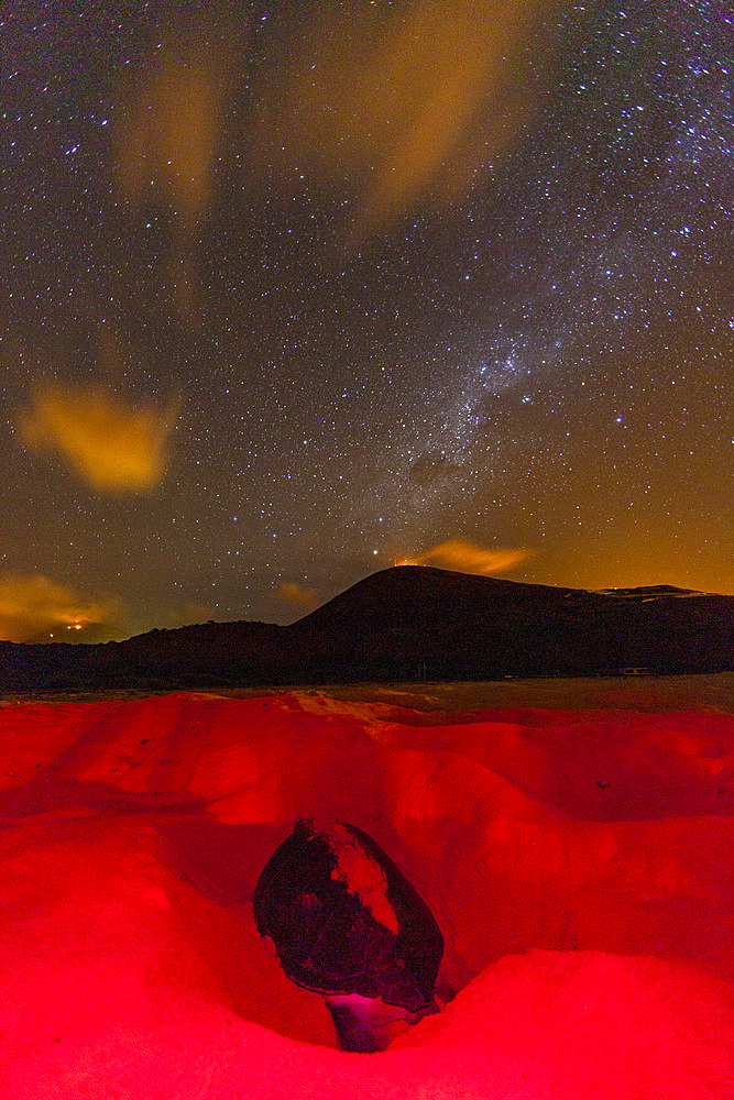 Green Sea Turtle (Chelonia mydas) nesting site at night on Long Beach on Ascension Island, Tropical Atlantic Ocean.