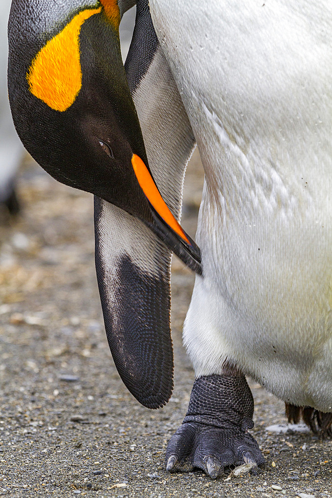 King penguin (Aptenodytes patagonicus) detail at breeding and nesting colony at St. Andrews Bay on South Georgia, Southern Ocean. MORE INFO The king penguin is the second largest species of penguin at about 90 cm (3 ft) tall and weighing 11 to 16 kg (24 t