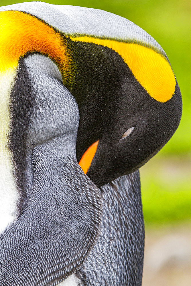 King penguin (Aptenodytes patagonicus) detail at breeding and nesting colony at St. Andrews Bay on South Georgia, Southern Ocean. MORE INFO The king penguin is the second largest species of penguin at about 90 cm (3 ft) tall and weighing 11 to 16 kg (24 t