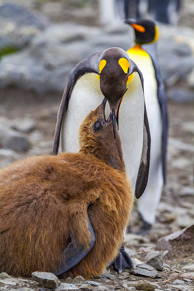 King penguin (Aptenodytes patagonicus) adult feeding chick at breeding and nesting colony at St. Andrews Bay on South Georgia, Southern Ocean. MORE INFO The king penguin is the second largest species of penguin at about 90 cm (3 ft) tall and weighing 11 t