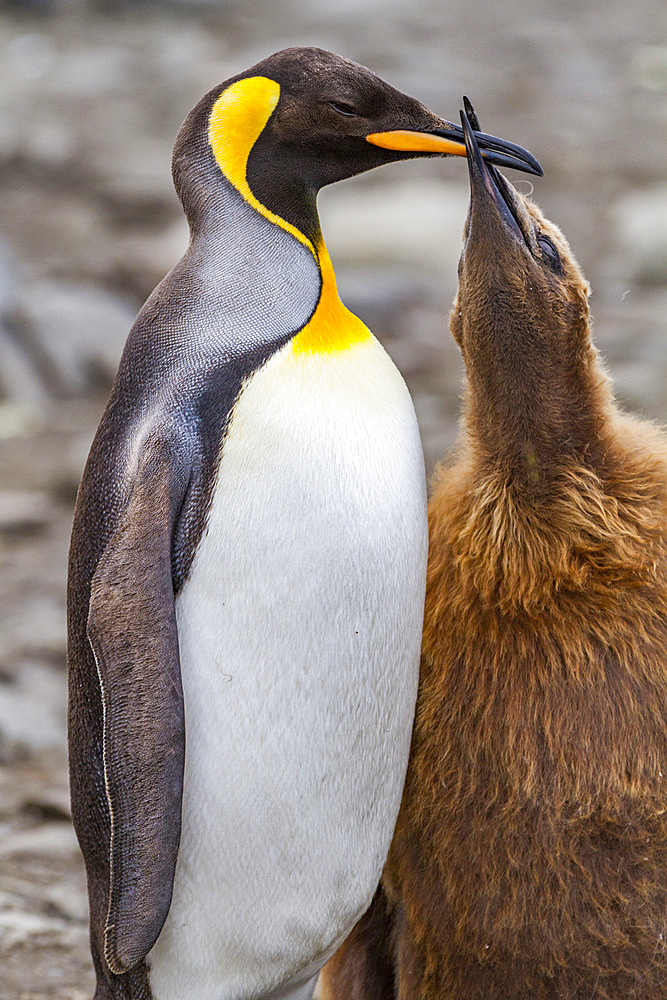 King penguin (Aptenodytes patagonicus) adult feeding chick at breeding and nesting colony at St. Andrews Bay on South Georgia, Southern Ocean, Polar Regions