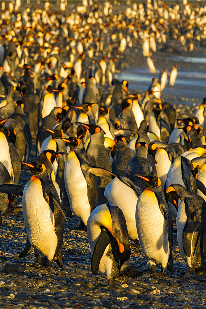 King penguin (Aptenodytes patagonicus) breeding and nesting colony at Salisbury Plain in the Bay of Isles, South Georgia, Southern Ocean, Polar Regions