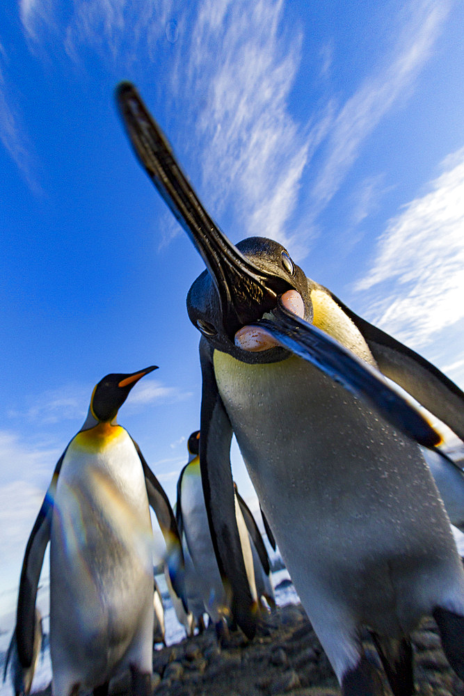 Curious king penguin (Aptenodytes patagonicus) at breeding and nesting colony at Salisbury Plain in the Bay of Isles, South Georgia, Southern Ocean, Polar Regions