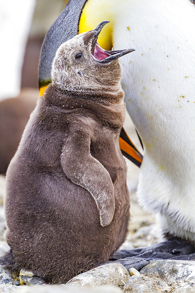 King penguin (Aptenodytes patagonicus) adult and chick at breeding and nesting colony at Salisbury Plain, South Georgia.