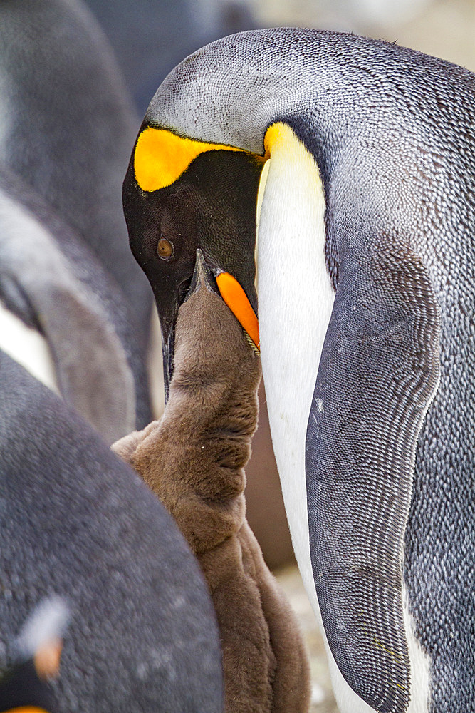 King penguin (Aptenodytes patagonicus) adult and chick at breeding and nesting colony at Salisbury Plain, South Georgia.