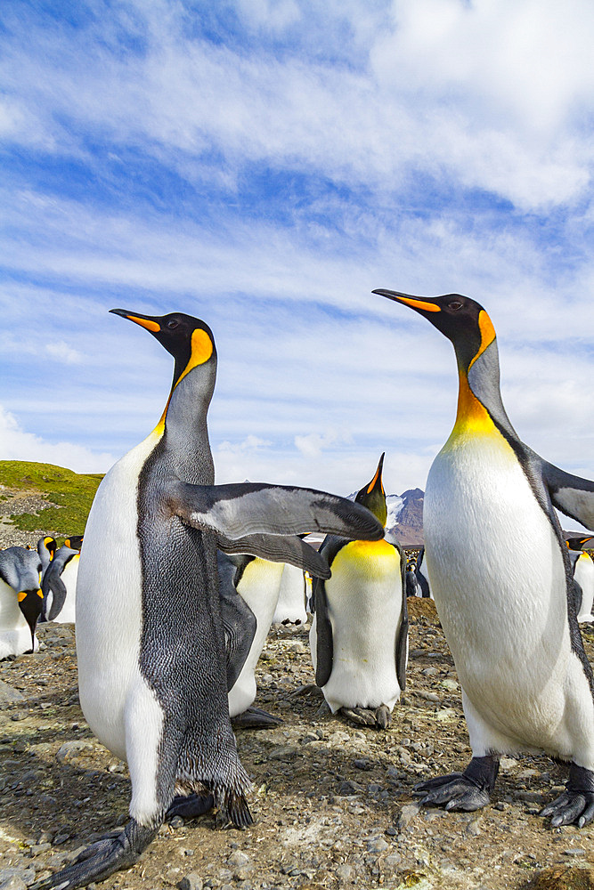 King penguins (Aptenodytes patagonicus) at breeding and nesting colony at Salisbury Plain in the Bay of Isles, South Georgia.