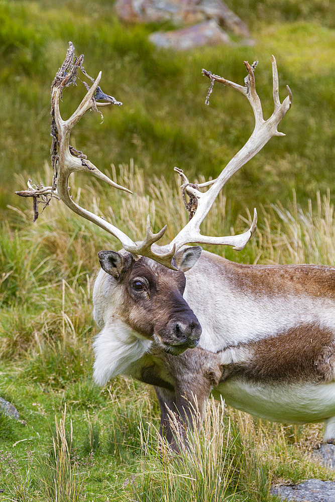 An adult bull introduced reindeer (Rangifer tarandus) before eradication in Stromness Bay, South Georgia, Polar Regions