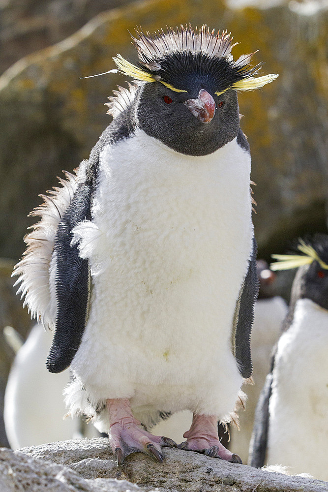 Adult southern rockhopper penguin (Eudyptes chrysocome chrysocome) at breeding and molting colony, Falkland Islands, South America