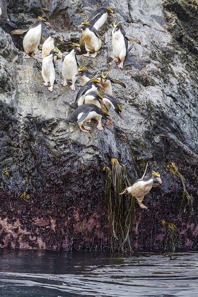 Adult macaroni penguins (Eudyptes chrysolophus) plunging into the sea leaving their breeding colony at Elsehul on South Georgia, Southern Ocean, Polar Regions