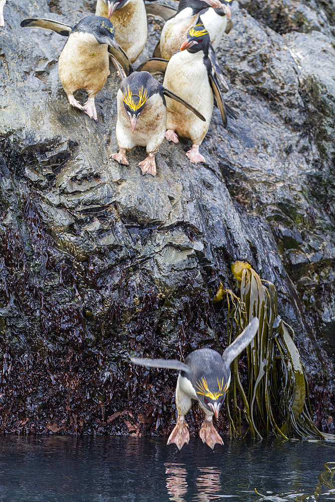 Adult macaroni penguins (Eudyptes chrysolophus) plunging into the sea leaving their breeding colony at Elsehul on South Georgia, Southern Ocean. MORE INFO Numbering up to 100,000 individuals, the breeding colonies of the macaroni penguin are among the lar