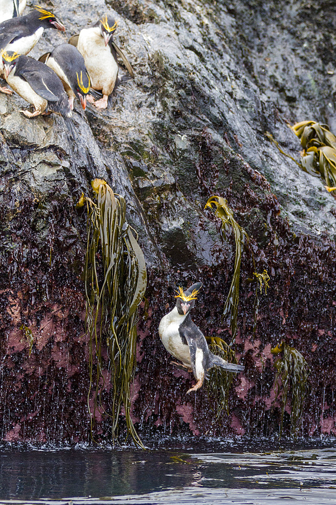 Adult macaroni penguins (Eudyptes chrysolophus) plunging into the sea leaving their breeding colony at Elsehul on South Georgia, Southern Ocean. MORE INFO Numbering up to 100,000 individuals, the breeding colonies of the macaroni penguin are among the lar