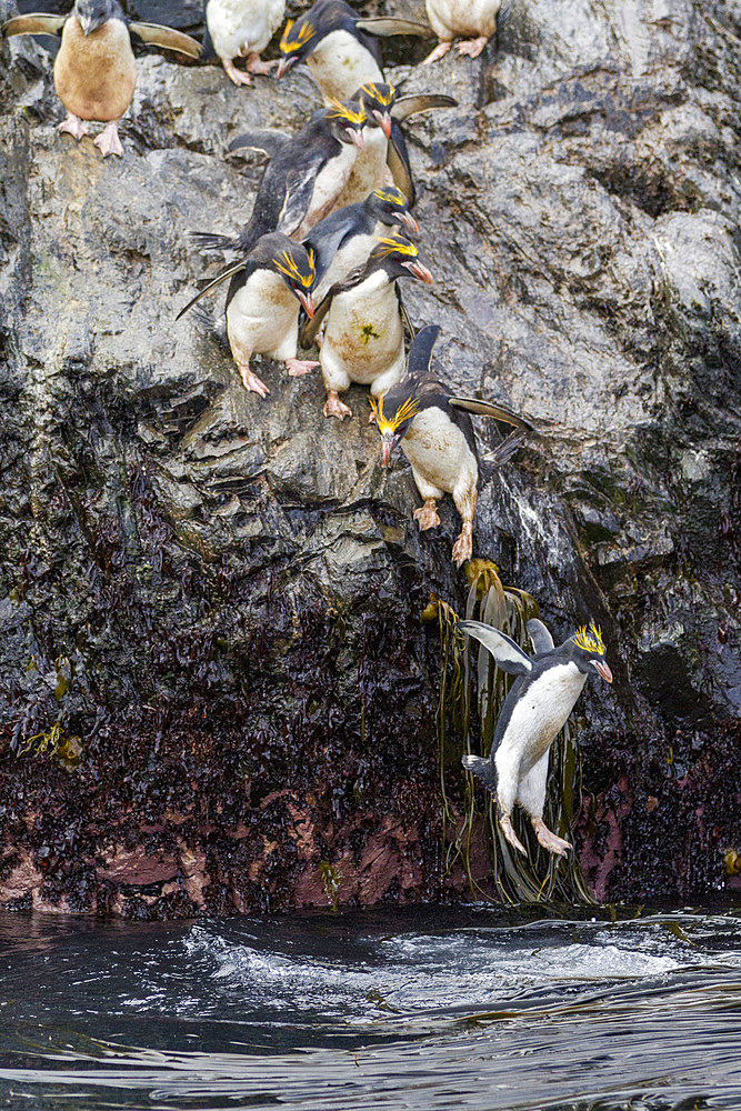 Adult macaroni penguins (Eudyptes chrysolophus) plunging into the sea leaving their breeding colony at Elsehul on South Georgia, Southern Ocean, Polar Regions