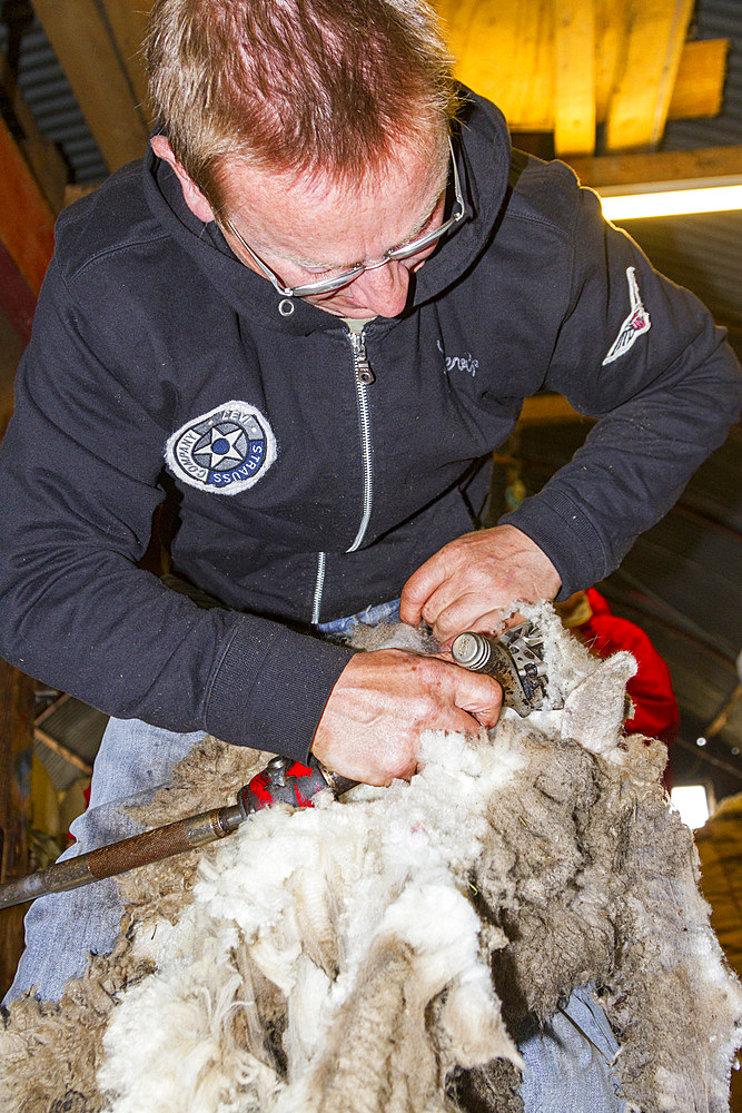 Sheep being shorn at the Long Island sheep farm outside Stanley in the Falkland Islands, South Atlantic Ocean.