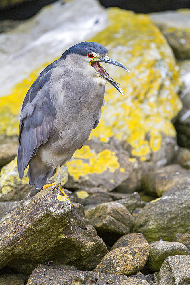 Adult black-crowned night-heron (Nycticorax nycticorax falklandicus) on Carcass Island in the Falkland Islands, South America