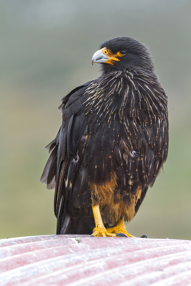 Adult striated caracara (Phalcoboenus australis) on Carcass Island in the Falkland Islands, South Atlantic Ocean, South America