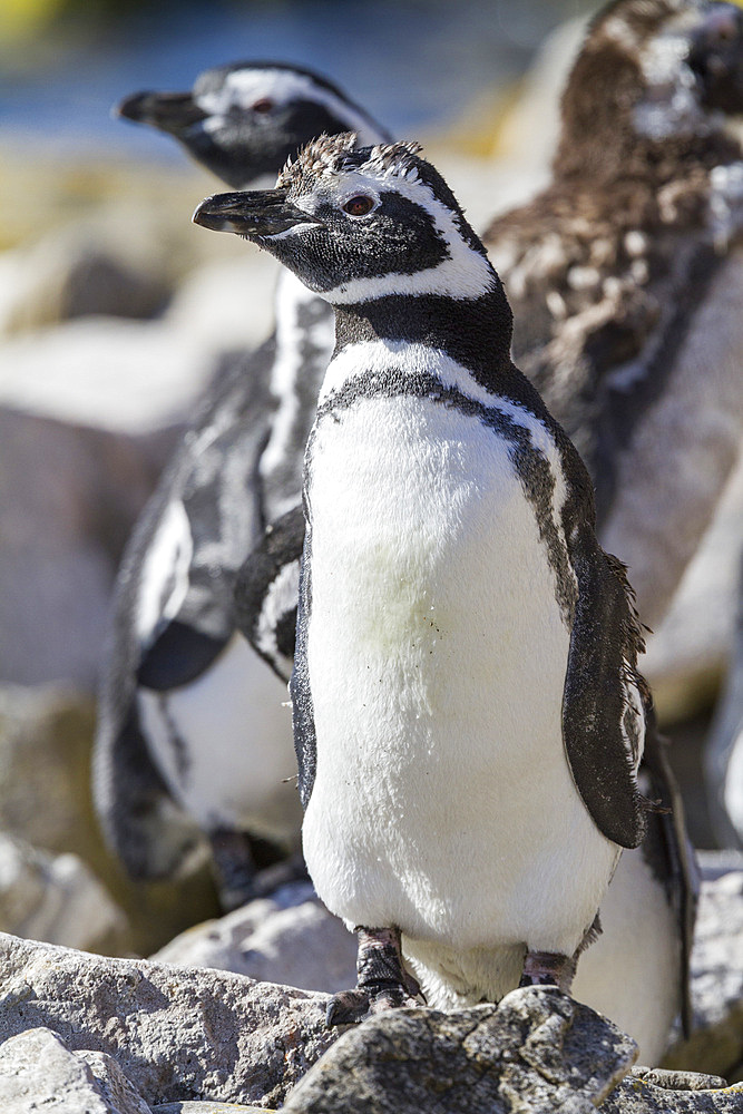 Adult Magellanic penguins (Spheniscus magellanicus) at breeding and molting site on Carcass Island, Falkland Islands, South America