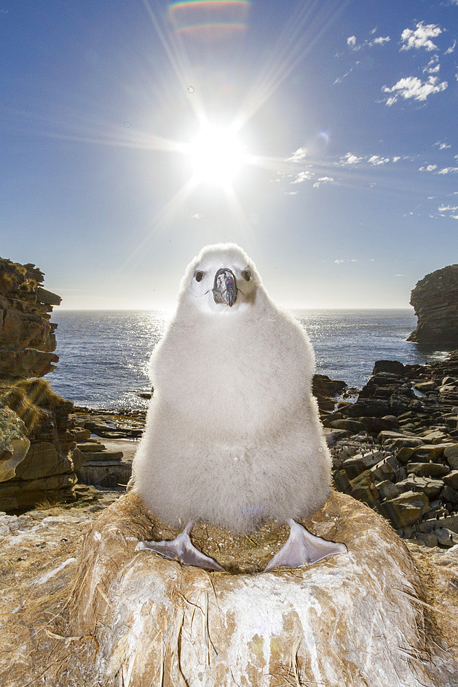 Black-browed albatross (Thalassarche melanophrys) chick on the nest at nesting site on New Island, Falklands.