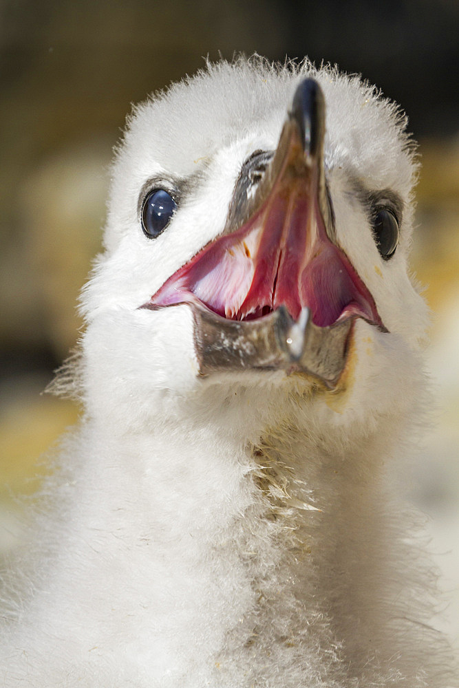 Black-browed albatross (Thalassarche melanophrys) chick, close-up, on the nest at nesting site on New Island, Falklands, South America