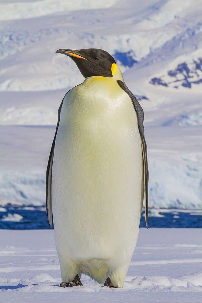 A lone adult emperor penguin (Aptenodytes forsteri) on sea ice in the Gullet between Adelaide Island and the Antarctic Peninsula, Antarctica, Polar Regions