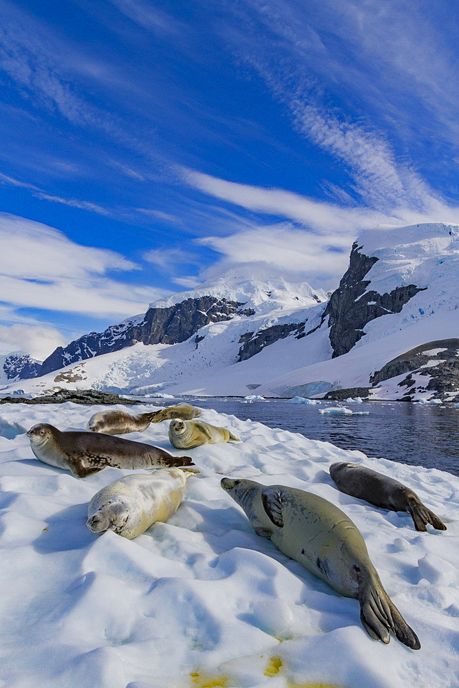 Crabeater seals (Lobodon carcinophaga) hauled out on ice floe near Cuverville Island in the Antarctic Peninsula.