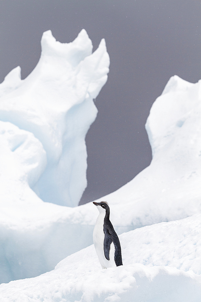 First year Adélie penguin (Pygoscelis adeliae) chick at breeding colony at Brown Bluff, Antarctica.