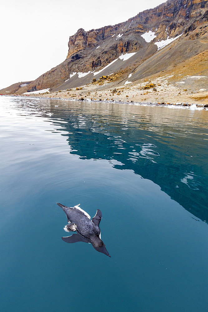 Dead Adelie penguin (Pygoscelis adeliae) attacked and killed, but not eaten, by an Antarctic fur seal at Brown Bluff, Antarctica, Polar Regions