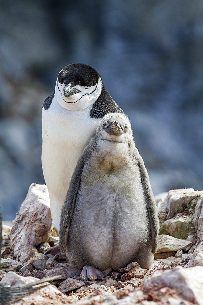 Chinstrap penguin (Pygoscelis antarctica) breeding colony at Baily Head on Deception Island, Antarctica, Southern Ocean.