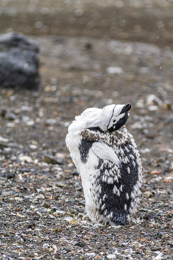 Chinstrap penguin (Pygoscelis antarctica) molting at Baily Head on Deception Island, Antarctica, Southern Ocean, Polar Regions