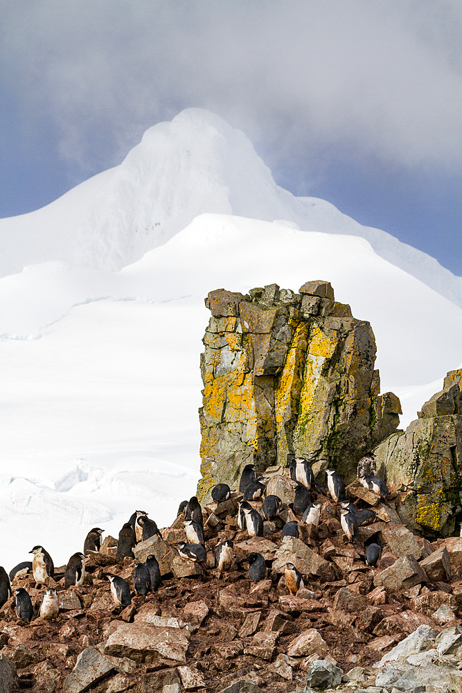 Chinstrap penguin (Pygoscelis antarctica) breeding and molting at Half Moon Island, Antarctica, Southern Ocean.