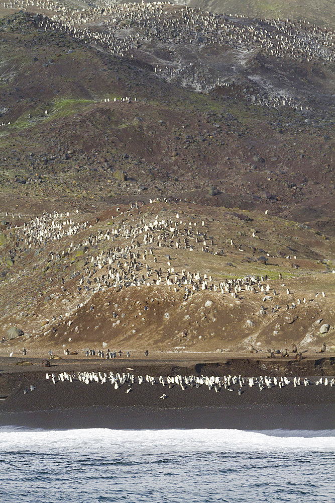 Chinstrap penguin (Pygoscelis antarctica) breeding colony at Baily Head on Deception Island, Antarctica, Southern Ocean.