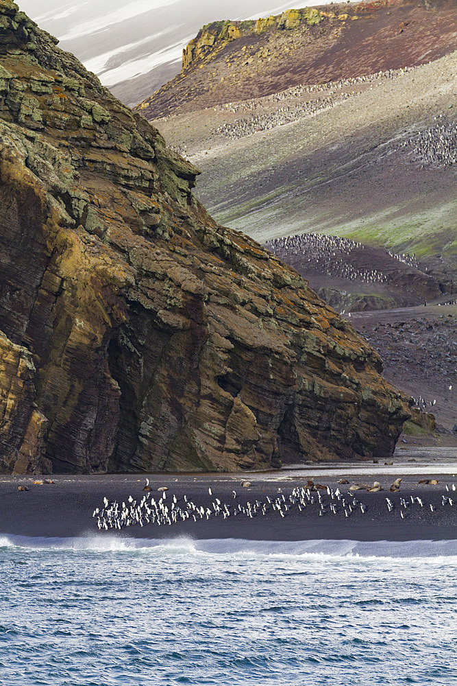 Chinstrap penguin (Pygoscelis antarctica) breeding colony at Baily Head on Deception Island, Antarctica, Southern Ocean.