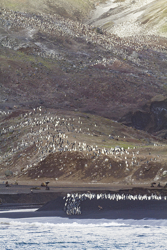 Chinstrap penguin (Pygoscelis antarctica) breeding colony at Baily Head on Deception Island, Antarctica, Southern Ocean.