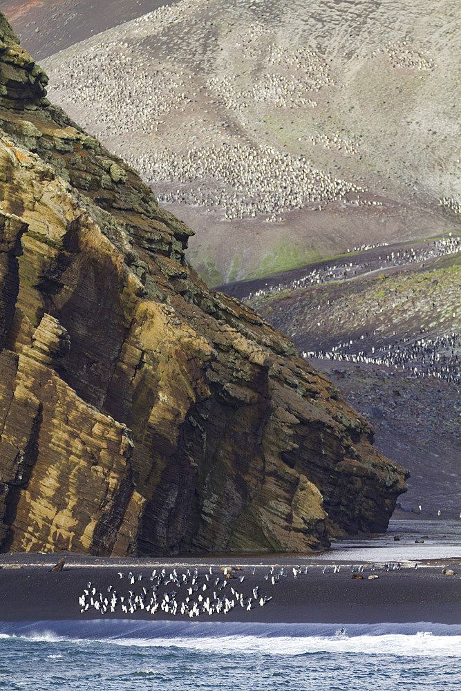 Chinstrap penguin (Pygoscelis antarctica) breeding colony at Baily Head on Deception Island, Antarctica, Southern Ocean.