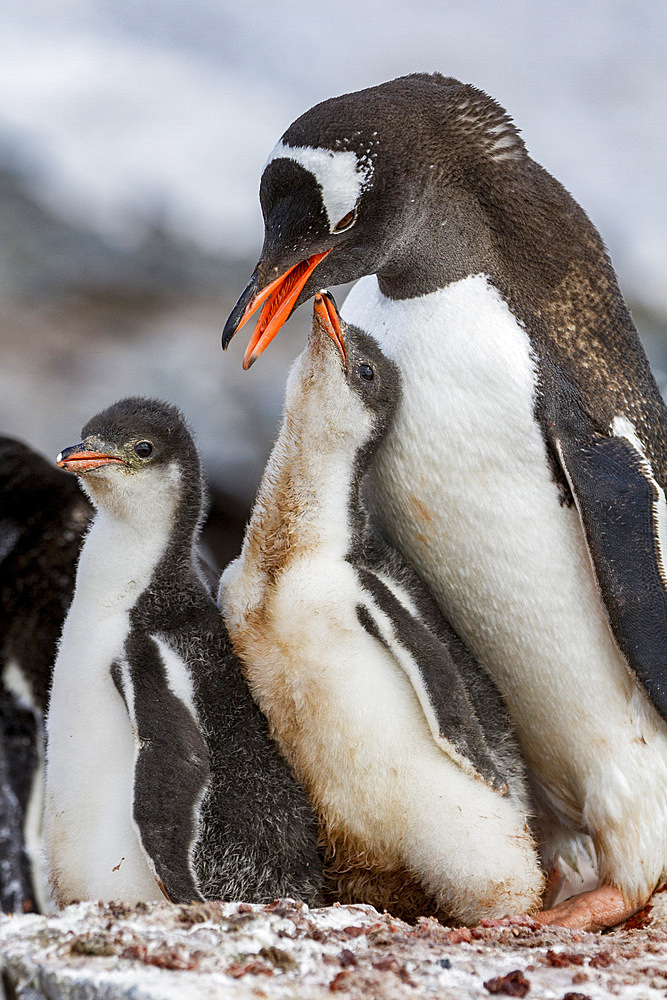 Gentoo penguin (Pygoscelis papua) adult with chicks at breeding colony on Booth Island, Antarctica, Southern Ocean, Polar Regions