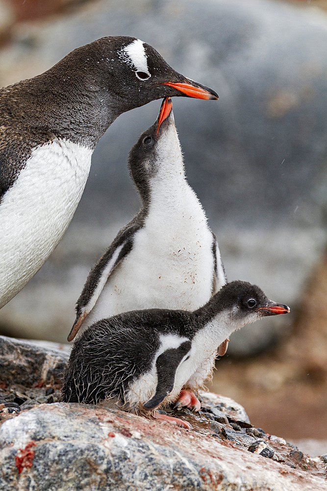 Gentoo penguin (Pygoscelis papua) adult with chicks at breeding colony on Damoy Point, Antarctica, Southern Ocean, Polar Regions