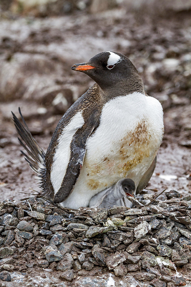 Gentoo penguin (Pygoscelis papua) adult with chick on Cuverville Island, Antarctica, Southern Ocean, Polar Regions