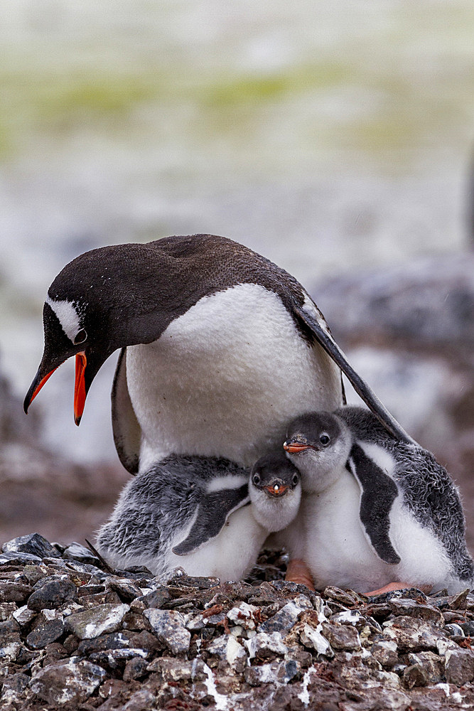 Gentoo penguin (Pygoscelis papua) adult with chicks on Cuverville Island, Antarctica, Southern Ocean, Polar Regions