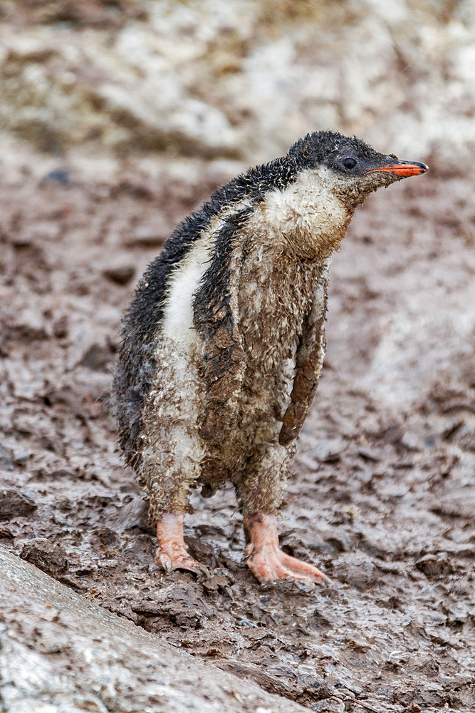 Gentoo penguin (Pygoscelis papua) chick covered with mud and guano on Cuverville Island, Antarctica, Southern Ocean.