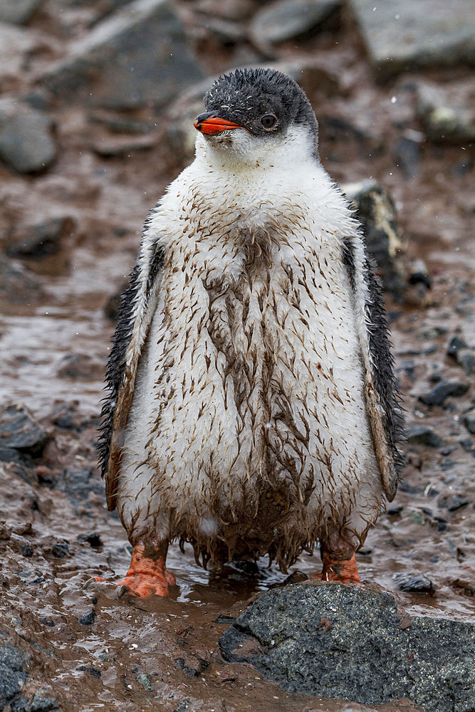 Gentoo penguin (Pygoscelis papua) chick at Jougla Point, Wiencke Island, Antarctica, Southern Ocean, Polar Regions