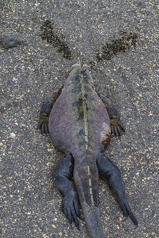 The endemic Galapagos marine iguana (Amblyrhynchus cristatus) in the Galapagos Island Archipelago, Ecuador.