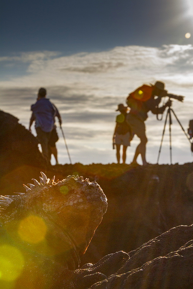 The endemic Galapagos marine iguana (Amblyrhynchus cristatus) in the Galapagos Island Archipelago, Ecuador.