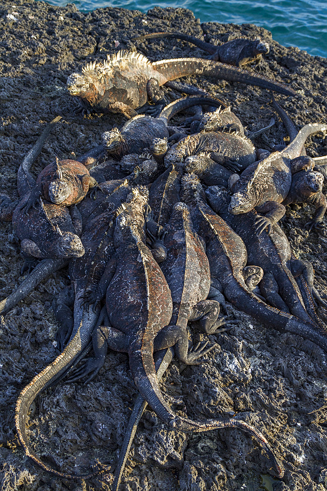 The endemic Galapagos marine iguana (Amblyrhynchus cristatus) in the Galapagos Island Archipelago, Ecuador.