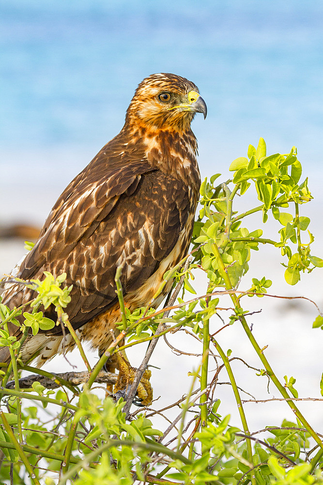 Young Galapagos hawk (Buteo galapagoensis) in the Galapagos Island Archipelago, UNESCO World Heritage Site, Ecuador, South America