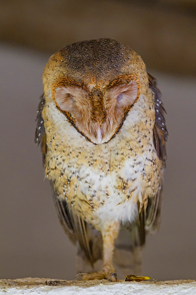 Adult Galapagos barn owl (Tyto alba punctatissima) sleeping during the day on Santa Cruz Island, Galapagos, Ecuador. MORE INFO The barn owl is the most widely distributed owl and among the most widely distributed of all birds. In the Galapagos the endemic