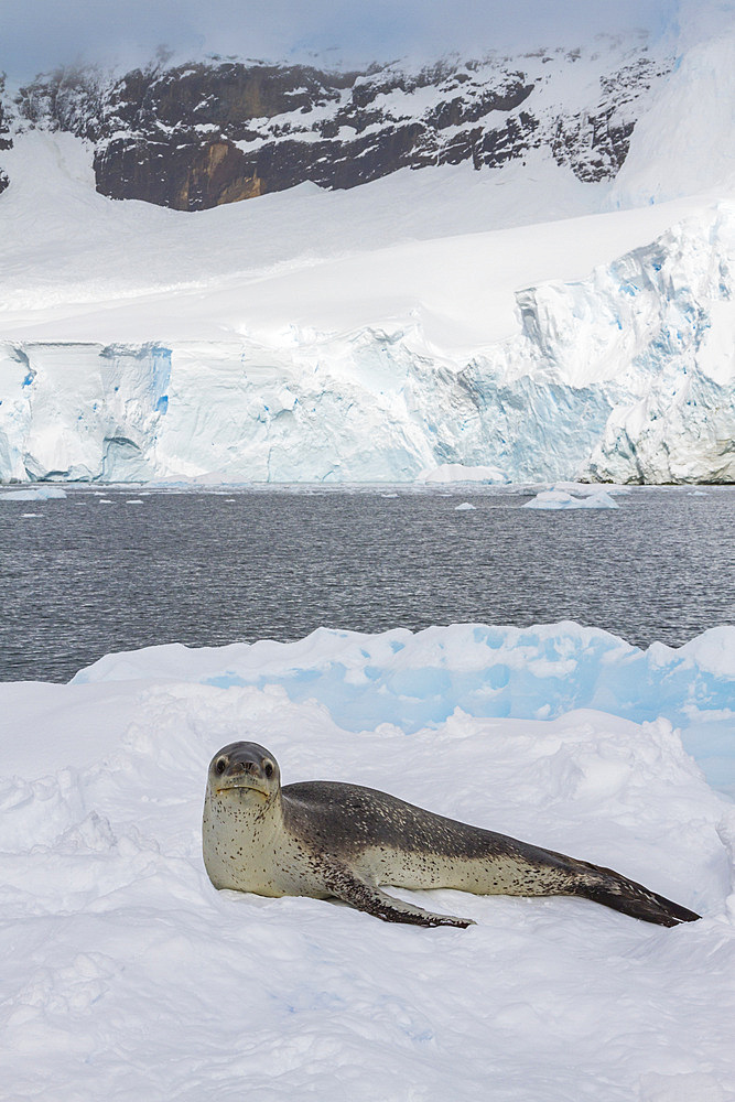 Adult female leopard seal (Hydrurga leptonyx) hauled out on an ice floe in Kayak Cove on Brabant Island, Antarctica, Polar Regions