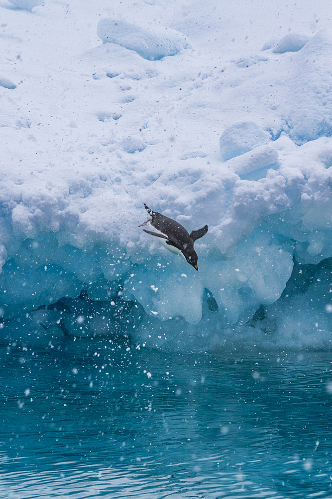 Adélie penguin (Pygoscelis adeliae) on ice near Devil Island in the Weddell Sea near the Antarctic Peninsula, Antarctica.